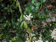Trachelospermum jasminoides