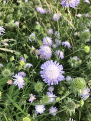 Knautia arvensis