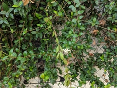 Trachelospermum jasminoides