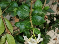 Trachelospermum jasminoides