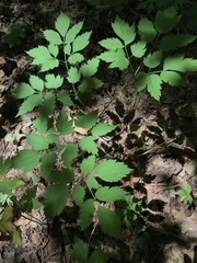 Actaea pachypoda