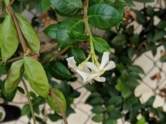 Trachelospermum jasminoides