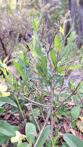 Image of Billardiera heterophylla by no rights reserved