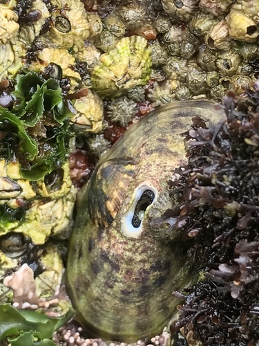 Scurria variabilis observed 2024-12-22