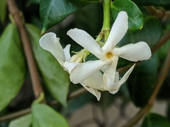 Trachelospermum jasminoides