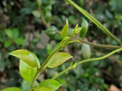 Trachelospermum jasminoides