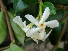 Trachelospermum jasminoides