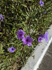 Ruellia simplex