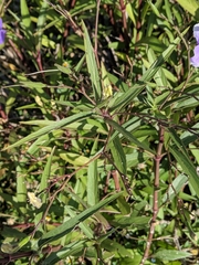 Ruellia simplex