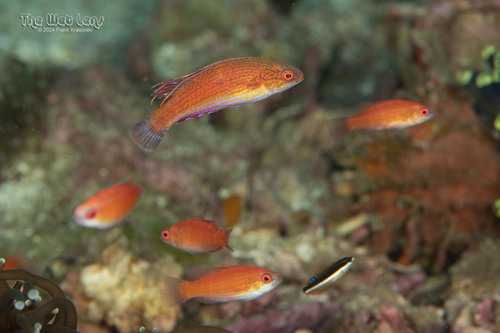 Paracheilinus lineopunctatus observed 2024-12-05