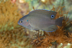 Bintan Damselfish photo 1
