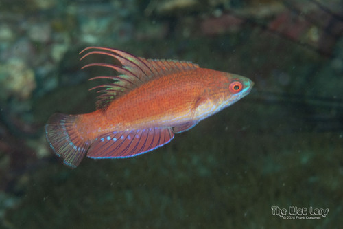 Paracheilinus lineopunctatus observed 2024-12-05