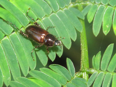 Aclopus vittatus
