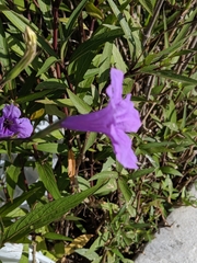 Ruellia simplex