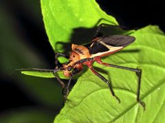 Zelurus circumcinctus