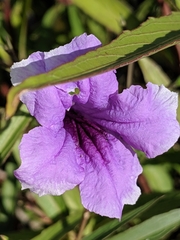 Ruellia simplex