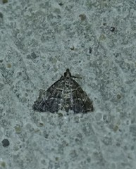 Microphysetica hermeasalis