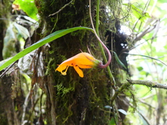 Columnea strigosa