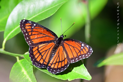 Limenitis archippus floridensis