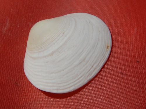 Medium