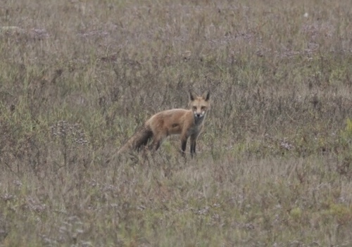 iNaturalist observation photo of Red Fox