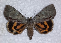Catocala grynea
