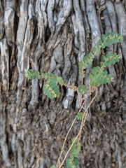 Euphorbia prostrata