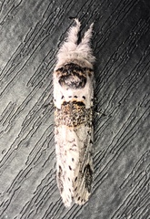 Furcula occidentalis