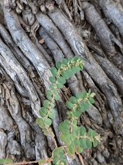 Euphorbia prostrata
