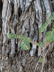 Euphorbia prostrata