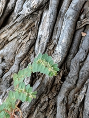 Euphorbia prostrata