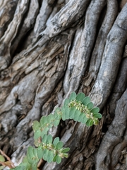 Euphorbia prostrata