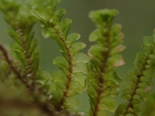 Spruceanthus polymorphus observed 2024-12-16