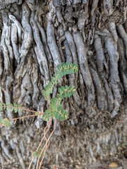 Euphorbia prostrata