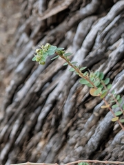 Euphorbia prostrata