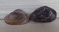 Potamilus metnecktayi