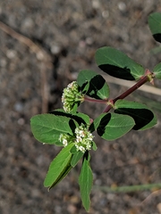 Euphorbia hypericifolia