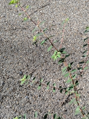Euphorbia hypericifolia