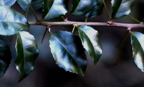 Image of Scolopia mundii by (c) Tony Rebelo, some rights reserved (CC BY-SA)