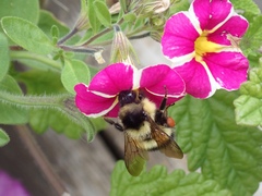 Bombus vagans bolsteri