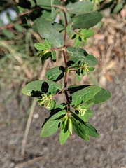 Euphorbia hypericifolia