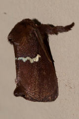 Monoleuca semifascia