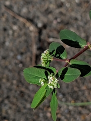 Euphorbia hypericifolia