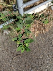 Euphorbia hypericifolia