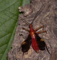 Graptocleptes bicolor