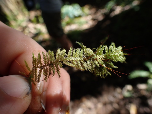 Vesicularia observed 2024-12-16