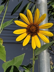 Helianthus annuus
