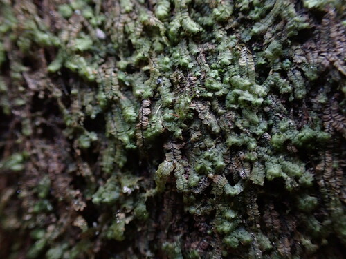 Bazzania brighamii