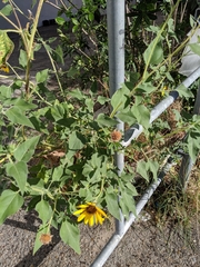 Helianthus annuus
