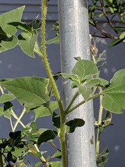 Helianthus annuus